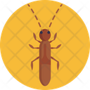 Springtail Insect Bug Icon