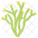 Staghorn Coral Icon