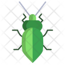Stink Bug Icon