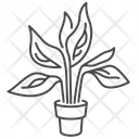 Stromanthe Icon