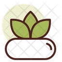 Succulent Icon