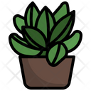 Succulent  Icon