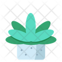 Succulents Icon