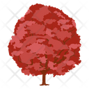 Rock Maple Sapindaceae Sugar Maple Icon