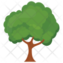 Sycamore Tree Icon