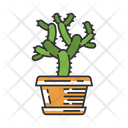 Teddy Bear Cholla Cactus In Pot Icon