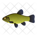 Tench Fish Icon