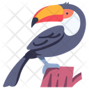 Toucan Toco Toucan Toco Icon