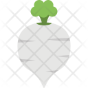 Turnip Agriculture Vegetable Icon