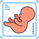 Ultrasound Pregnancy Baby Icon