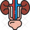 Urinary Bladder Kidney Icon