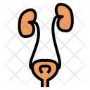 Urinary System Icon