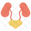Urinary System Icon