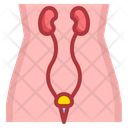 Urology Medical Health Icon