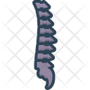 Vertebra Anatomy Backbone Icon