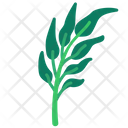 Water Spinach Icon