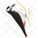 Woodpecker Picidae Specie Icon