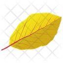 Yellow Birch Icon