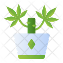 Yucca plant  Icon