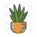 Zebra Cactus In Pot Icon
