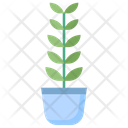 Zz Plant  Icon