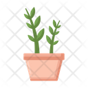 Zz Plant  Icon