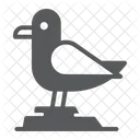 갈매기 새 갈매기 아이콘