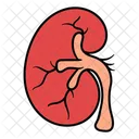 腎臓、臓器、腎臓 アイコン