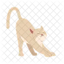 스트레칭 고양이 고양이 새끼 고양이 아이콘