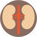 腎臓、解剖学、腎臓 アイコン