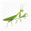 カマキリのアイコン、かわいいカマキリ、マントデア アイコン