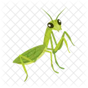 カマキリのアイコン、かわいいカマキリ、マントデア アイコン