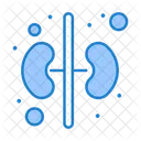 Kidney Human Organ アイコン