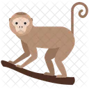 Monkey Animal Wildlife Icône