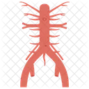 Abdominal arteries  Icon