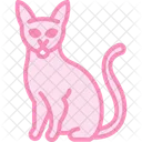 Abyssinian Cat Abyssinniancat Cat Icon