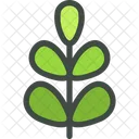 Acacia Leaf Leaves Icon