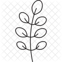 아카시아 잎 잎 디자인 녹색 잎 아이콘