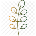 Acacia Leaf  Icon