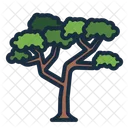 Acacia Tortilis Tree Botanical Icon