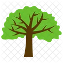 Acacia Tree Spreading Icon