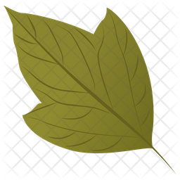 Acer Rubrum Icon