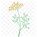 Achillea Flowers Floral Icon