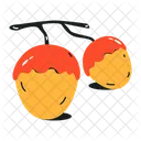 Acorns Oaknuts Dried Fruit Icon