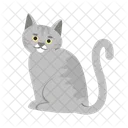 Adorable Gray Cat Cat Kitten Icon