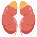 Adrenal gland  Icon