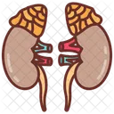 Adrenal gland  Icon