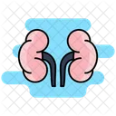 Adrenal Glands Icon
