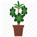 Aeonium Potted Plant Icon
