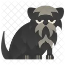 Affenpinscher Ícone